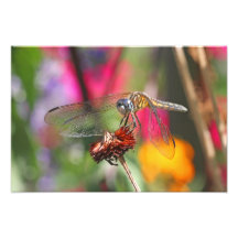 Dragonfly in Colourful Garden Art Photo