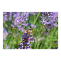 Dragonfly in Lavender Garden Photo