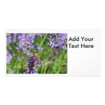 Dragonfly in Lavender Garden Photo Cards