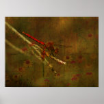 Dragonfly in the Garden Posters