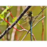 Dragonfly Insect Photo Cutout
