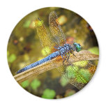 Dragonfly Magnet