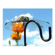 Dragonfly Marigold Sky Photo Post Cards