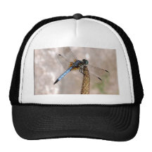 Dragonfly! Mesh Hats