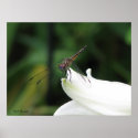Dragonfly on Lily posters