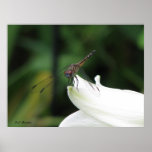 Dragonfly on Lily Poster