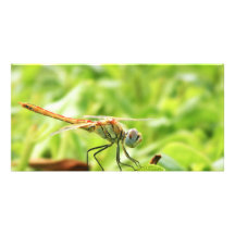 Dragonfly Photo Card