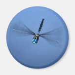 Dragonfly Photo Magnet