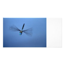 Dragonfly Photo Photo Cards