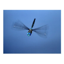 Dragonfly Photo Post Card