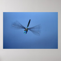 Dragonfly Photo Poster