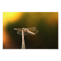 Dragonfly Photographic Print