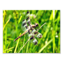 DragonFly Photographic Print