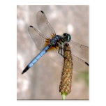 Dragonfly! Post Card