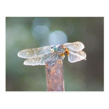 dragonfly post cards