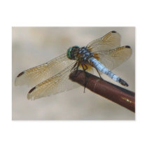 Dragonfly Post Card