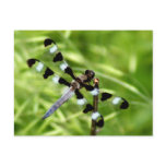 Dragonfly Postcard