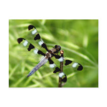 Dragonfly Postcard
