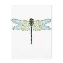 DragonFly Postcard