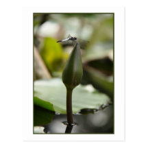 Dragonfly Postcard