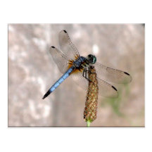 Dragonfly! Postcard