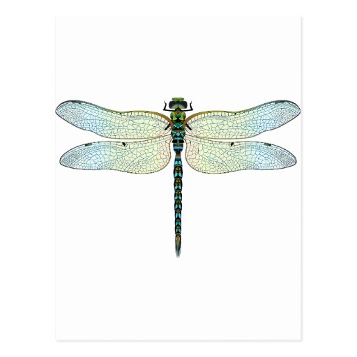 DragonFly Postcard