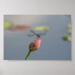 Dragonfly Posters