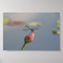 Dragonfly Posters
