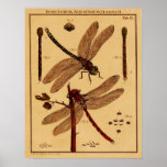 Dragonfly Print