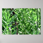 Dragonfly Print