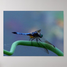 Dragonfly Print