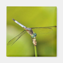 Dragonfly Refrigerator Magnet
