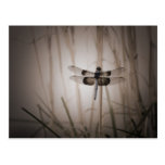 Dragonfly - Vintage look Post Card