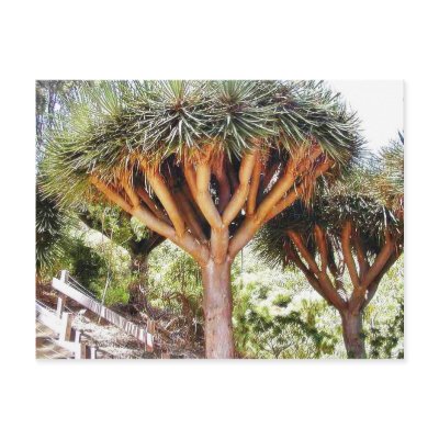 Dragons Blood Trees Post Cards by lifesphere