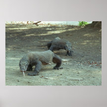 Dragons de Komodo Affiche