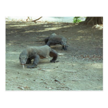 Dragons de Komodo Carte Postale