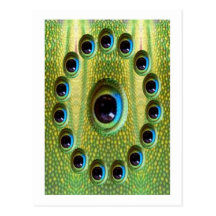Dragon's Sharp HD Definition Camera Eye Post Cards