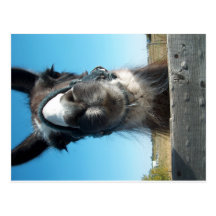 Drama Llama Post Card