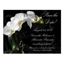 Dramatic Black and White Orchid Flower with Swirl Postcard