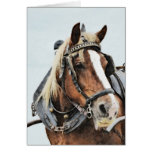 Draught   horse in harness birthday card