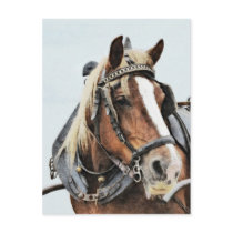 Draught   horse in harness postcard