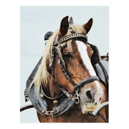 Draught   horse in harness postcard