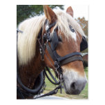 Draught   Horse Postcard