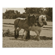 Draught   horse team in harness