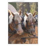 Draught   Horses Greeting Card