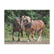 Draught   horses in harness postcard