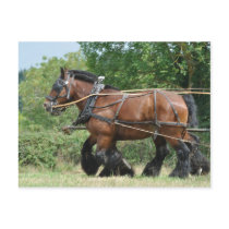 Draught   horses in harness postcard