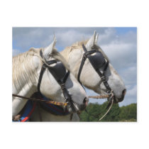 Draught   horses in harness postcard
