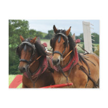Draught   horses in harness postcard