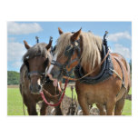 Draught   horses in harness postcard
